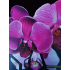 Notitieboekje orchidee met harde kaft