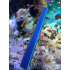 Zuurstof Pomp Beluchting Blauw Pijp Bubble Muur Lucht Steen Aquarium Decoratie Lucht Strip Steen Zand Strip