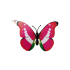 Decoratieve vlinders, roze set van 12