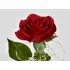 Eeuwige roos in glas, rood geschenk, LED-licht